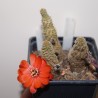Медиолобивия Mediolobivia atrovirens - Галерея