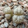 Lithops werneri
