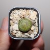 Lithops aucampiae Jackson's Jade