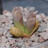 Lithops dinteri ssp. fredericii