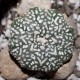 Astrophytum asterias Super Kabuto V-type