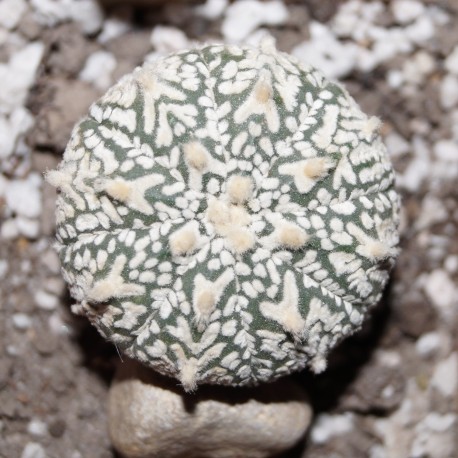 Astrophytum asterias Super Kabuto V-type