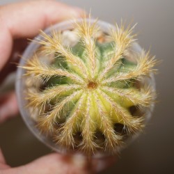 Eriocactus magnificus variegata