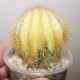 Eriocactus magnificus variegata