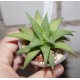 Haworthia Manors