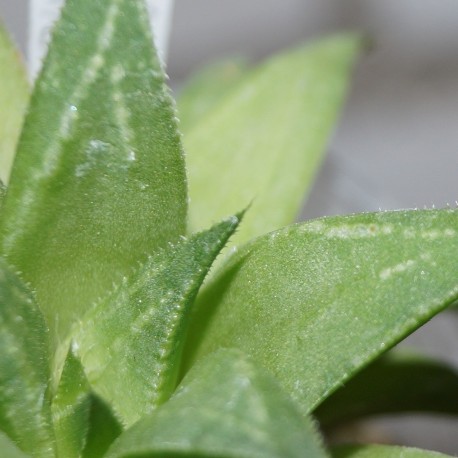 Haworthia Manors