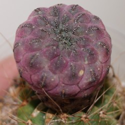 Сулькоребуция Sulcorebutia rauschii Violet - Галерея
