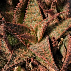 Aloe сортовое Морская звезда