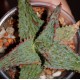 Aloe сортовое Marmalade