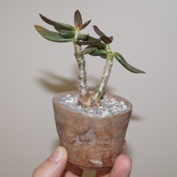 Ърхив Adromischus trigynus бонсай