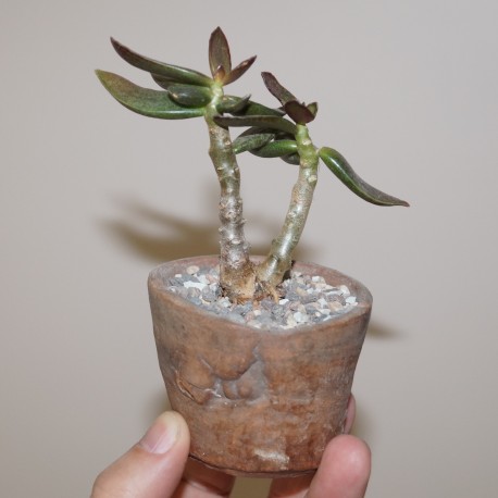 Adromischus trigynus бонсай
