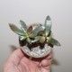 Adromischus trigynus бонсай