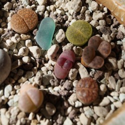 Разноцветные камни - композиция из литопсов