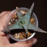 Алоэ культивар Lavender Star