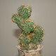 Cereus peruvianus monstrosus