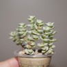 Crassula Tom Thumb variegata