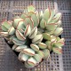 Cotyledon Choco line