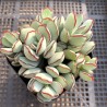 ъ26 Котиледон Cotyledon Choco line AR-X19 - Галерея