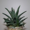 Haworthia pumila x marginata