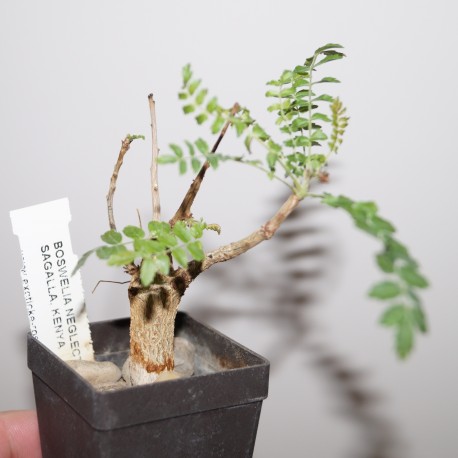 Boswellia neglecta