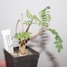Boswellia neglecta