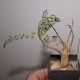 Boswellia neglecta