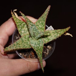 Aloe сортовое cv22M