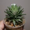 Haworthia maraisii meiringii