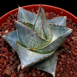 ъ26 Агава Agave pumila - Галерея