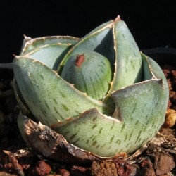 ъ26 Агава Agave pumila - Галерея