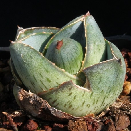 Agave pumila