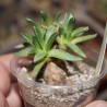 Алоинопсих Aloinopsis acuta - Галерея