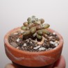 Anacampseros miniatura