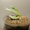 Avonia buderiana