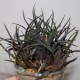 Haworthia angustifolia altissima