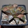 Haworthia badia Ara-Badia