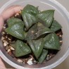 Haworthia badia Daimeikyou hybr AY20
