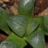 Haworthia badia hybr.