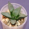 Haworthia comptoniana