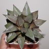 Haworthia comptoniana - КОЛЛЕКЦИЯ