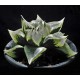 Haworthia 'Urahannya'