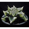 Хавортия Haworthia comptoniana Urahannya