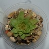 Haworthia cooperi picturata