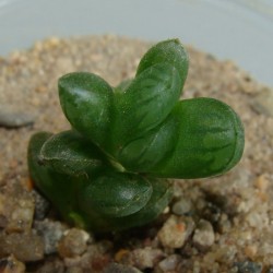 Хавортия Haworthia cooperi truncata small
