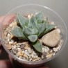 Haworthia cooperi venusta White Fox