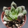 Haworthia cv SY5