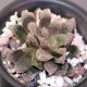 Haworthia гибридная SY5