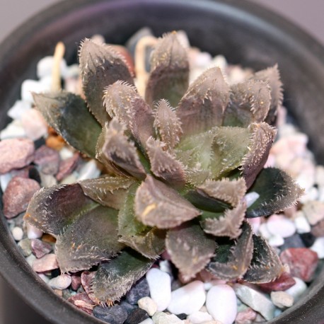 Haworthia гибридная SY5