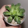Haworthia cymbiformis obtusa