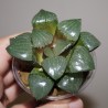 Haworthia Crystal ball